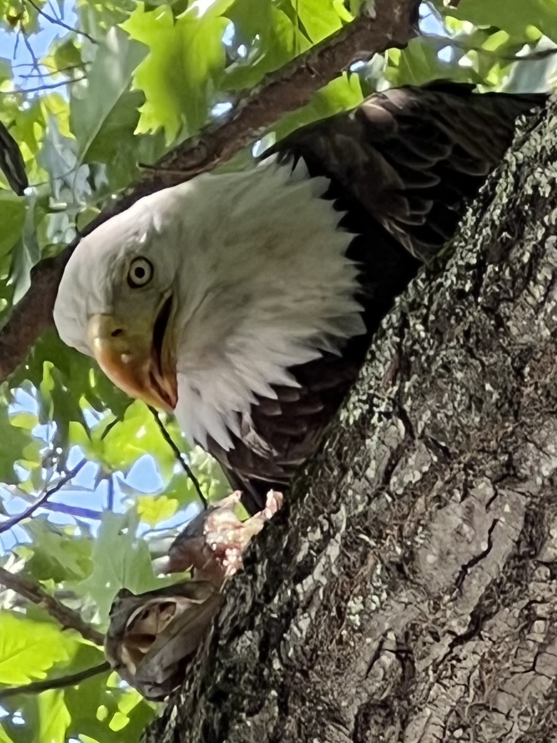 Bald eagle in a tree near the lake