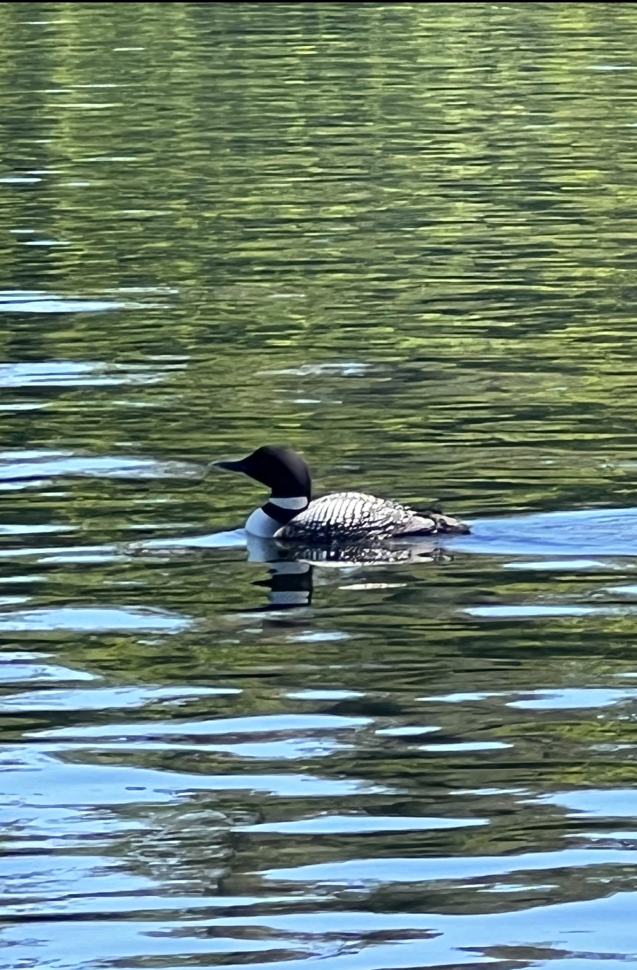 A loon swimming on the lake